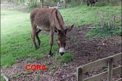 Cora