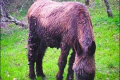 carino1