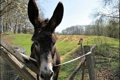donkeypic