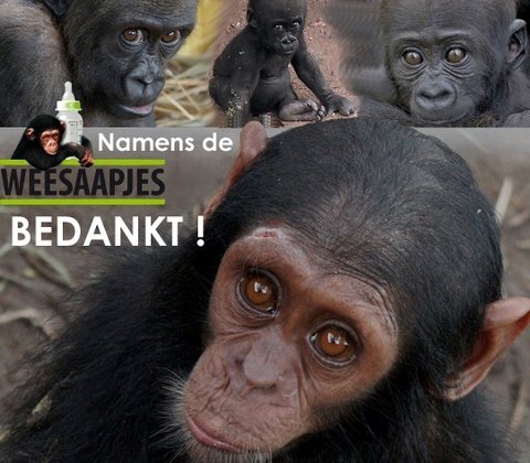 Bedankt namens de weesaapjes-480
