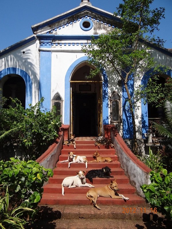 GOA Strayassit-600