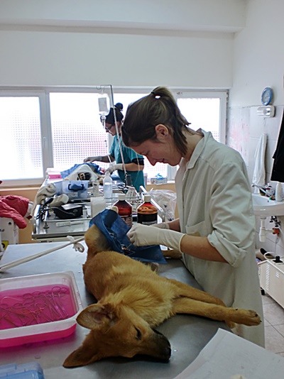 student operating on dog